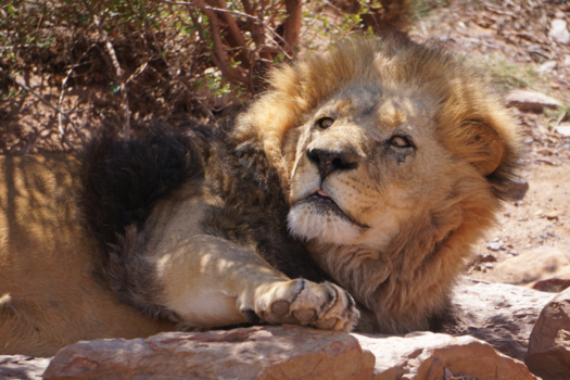 Aquila Private Game Reserve - Gespot naast de weg in Aquila