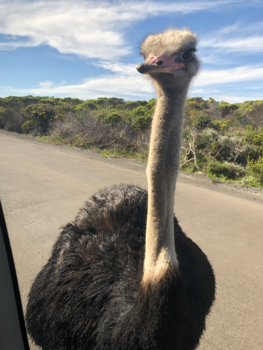 Cape Point - Hé wat doe jij hier midden op de weg?!