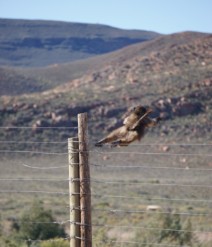 Aquila Private Game Reserve - Vluchtend aapje