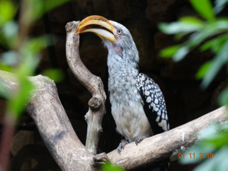 Zuid-Afrika - Schoonheid poseert