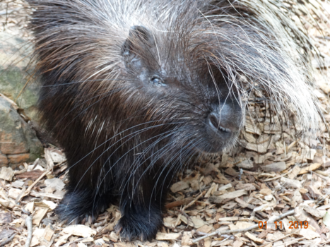 Zuid-Afrika - Rekelstekel