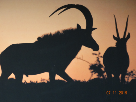 Zuid-Afrika - Shadows in the night