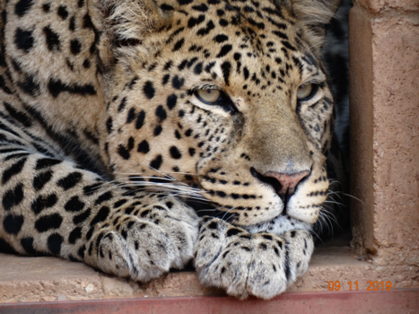 Zuid-Afrika - Leopard in stone