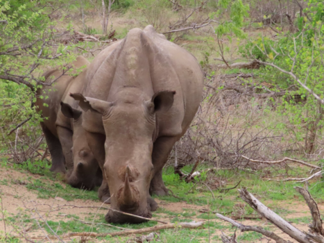 Rondreis Zuid-Afrika in twee weken - Ik zie dubbel