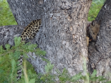 Zuid-Afrika - luihals of jakpaard?
