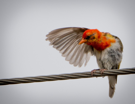 Krugerpark - Hi there!
