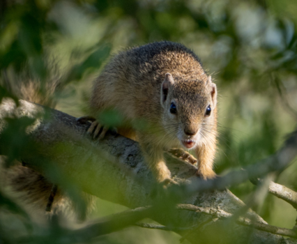 Krugerpark - Ojee ze hebben me gezien. Eekhoorns in Zuid-Afrika zijn ook erg leuk!