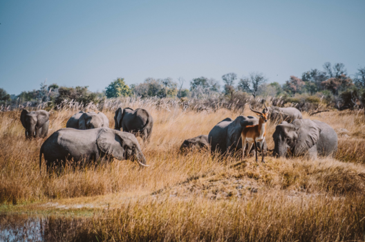 Zuid-Afrika - King of the herd