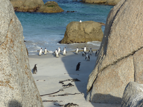 Zuid-Afrika - Bolders African pinguin