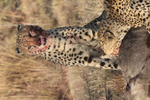 Limpopo - Welgevonden Game Reserve - vangst gnoe door 2 cheetah's