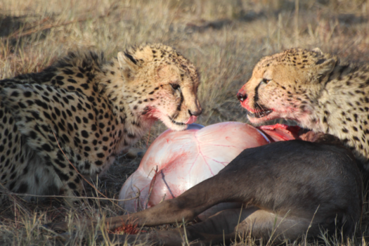 Limpopo - Welgevonden Game Reserve - vangst gnoe door 2 cheetah's