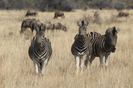 Limpopo - Kololo Game Reserve - op de mountainbike door het park 'veilig' wild spotten
