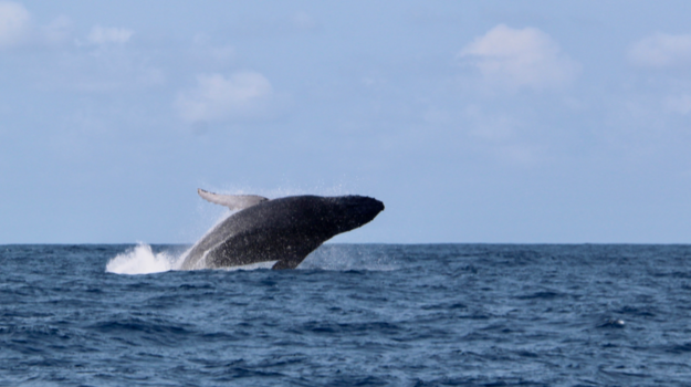 Kosi Bay Nature Reserve - Bultrug gespot bij Kosi Bay - oostkust Zuid Afrika onder Mozambique