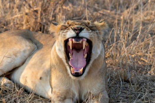 Zuid-Afrika - Leeuw in Krugerpark