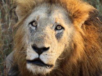 Krugerpark - Are you looking at me?