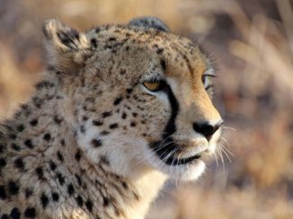 Krugerpark - Up close