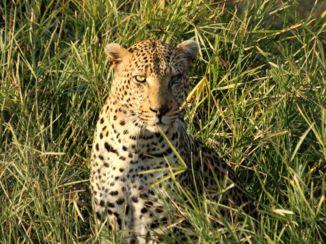 Krugerpark - Hiding in the grass