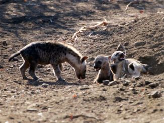 Krugerpark - Wanna play?