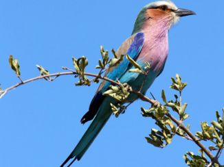 Krugerpark - Colourfull