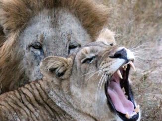 Krugerpark - I can be dangerous!