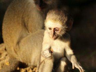 Krugerpark - Babymonkey