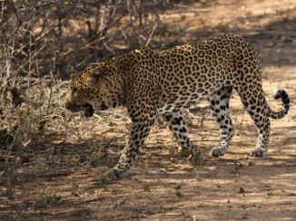 Krugerpark - Luipaard op 2 meter van het Safari voertuig