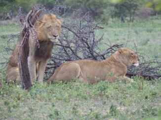 Krugerpark - Samen aan het luieren