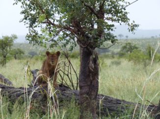 Krugerpark - Welpje op de uitkijk