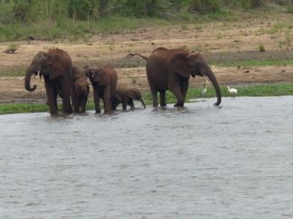 Krugerpark - Familie bad