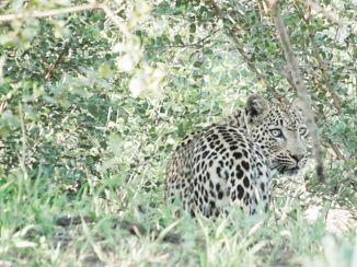 Krugerpark - Private Game reserve