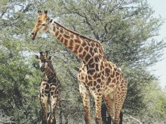 Krugerpark - Kruger National park