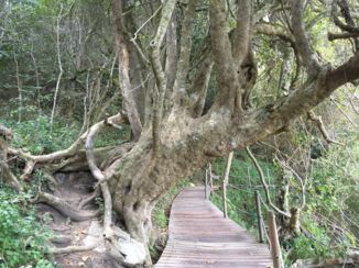 Tsitsikamma National Park