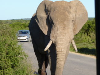 Addo Elephant National Park - Gelijk bij binnenkomst van het park kwam de eerste stier zich melden