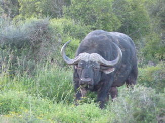 Addo Elephant National Park - een eenzame waterbuffel