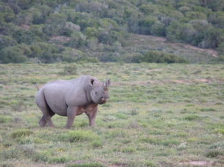 Addo Elephant National Park - Als kers op de taart: de Zwarte Neushoorn