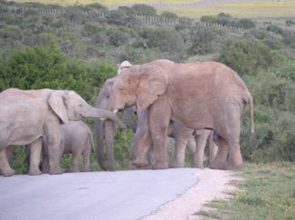 Addo Elephant National Park - Overstekende olifanten tijdens de zonsondergang