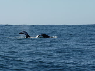 Plettenbergbaai - Walvissen