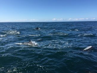 Plettenbergbaai - Dolfijnen