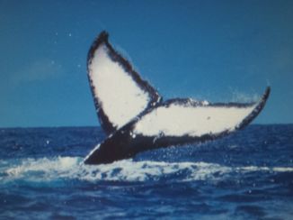 PANGEA Travel - Bultrug in Tonga