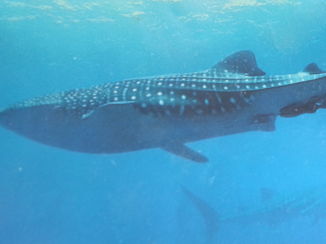 PANGEA Travel - Walvishaai bij Koh Bon Similan islands tijdens liveaboard met Wicked Diving