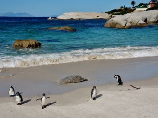 Kaapstad - Boulders Beach