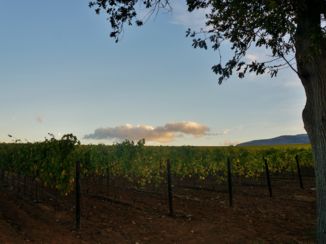 Kaapstad - Wijnvelden