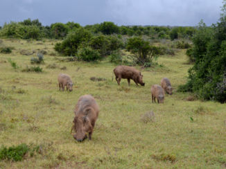 Addo Elephant National Park