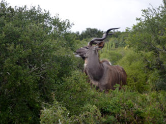 Addo Elephant National Park