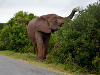 Addo Elephant National Park