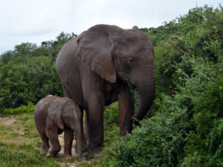 Addo Elephant National Park