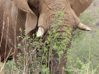 Pilanesberg National Park - Imposant!