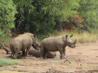 Pilanesberg National Park - Bijzonder