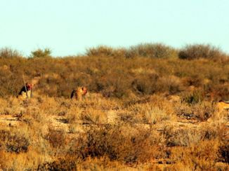 Kgalagadi Transfrontier Park - Cheetah lifekill en jakhals wil een graantje meepikken.