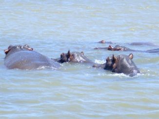 Saint Lucia - Nijlpaarden, kunnen ook 's nachts grazen op de gazons bij de huizen